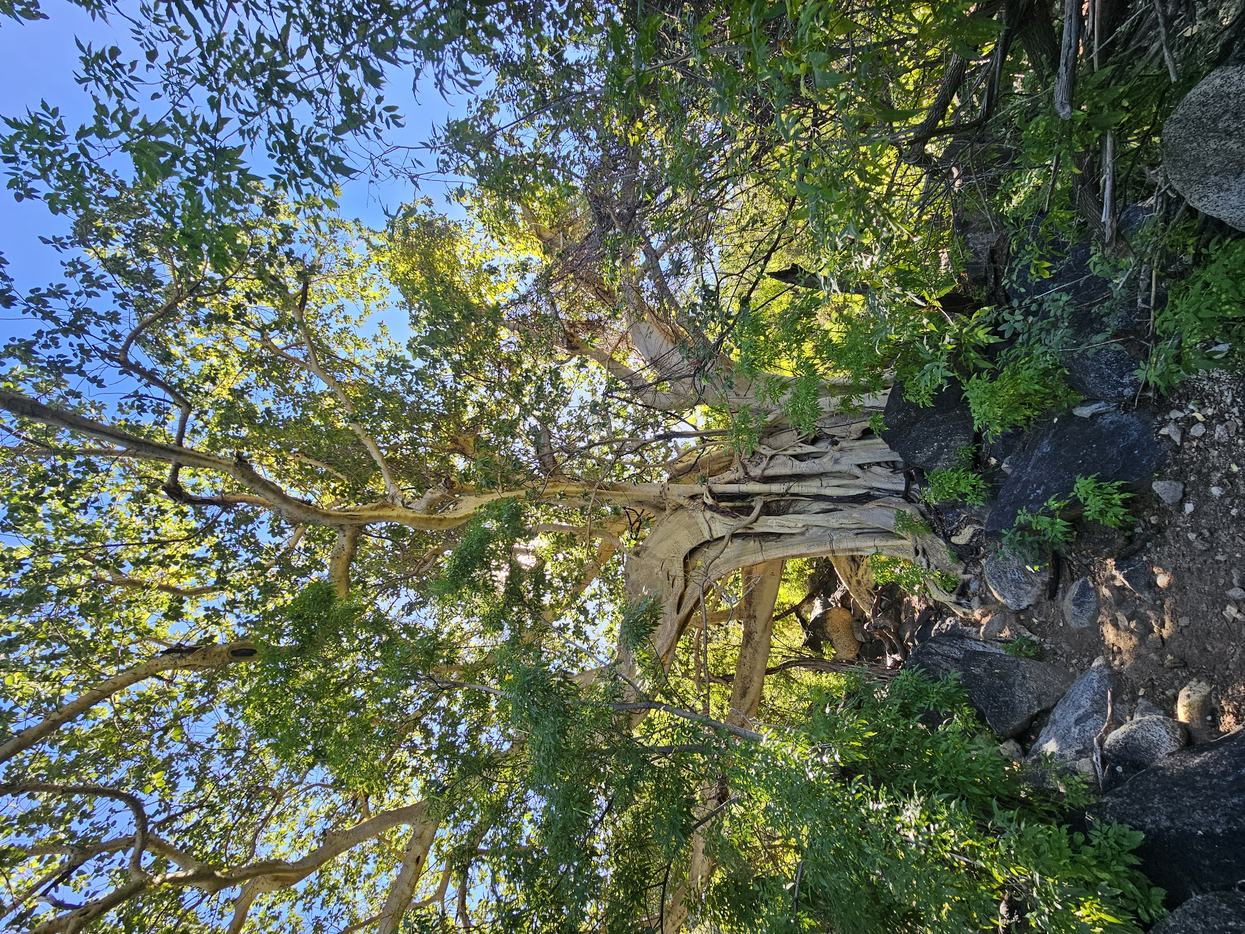 Sierra Laguna Biosfera